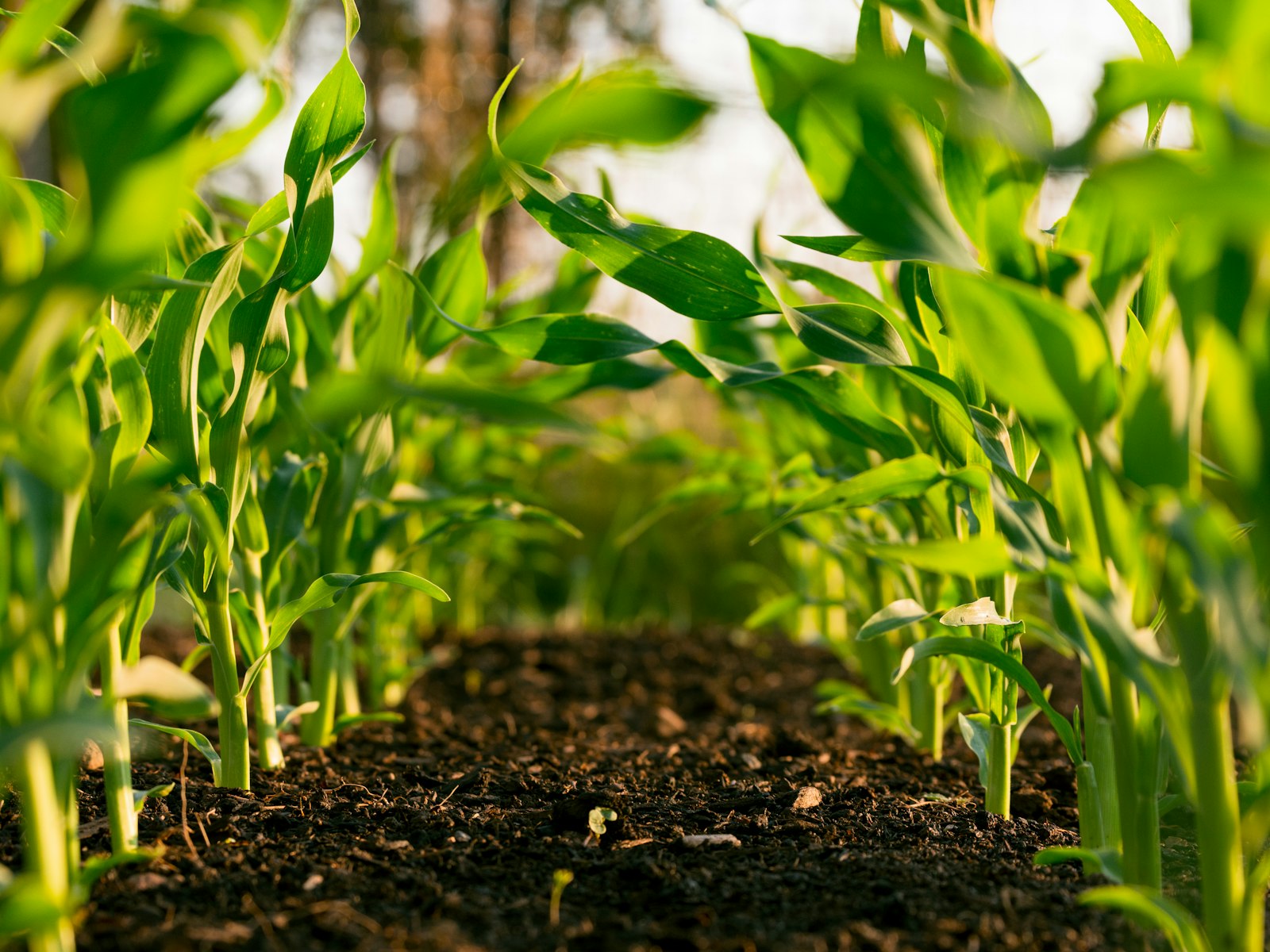 Rows of young crops in farm soil