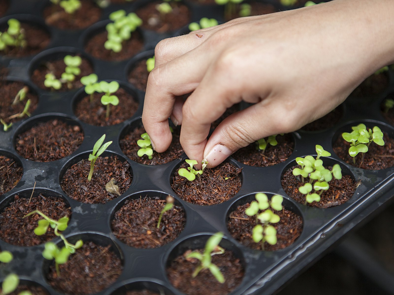 Seedlings in trays ready for the field